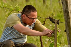 Tarnóczi Zoltán borai a Tulipánban