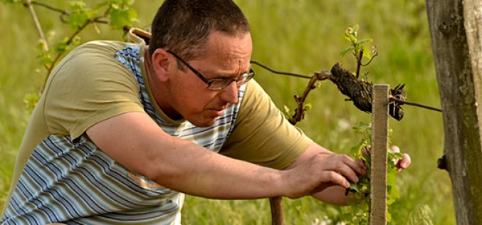 Tarnóczi Zoltán borai a Tulipánban