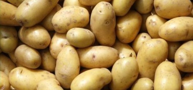 Kovásznai cég szállíthatja a krumplit az aradi fegyháznak