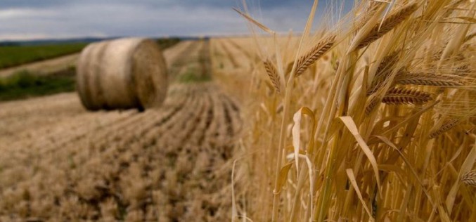 Arad megyében átlag 4700 euró/hektár áron adták el a földeket