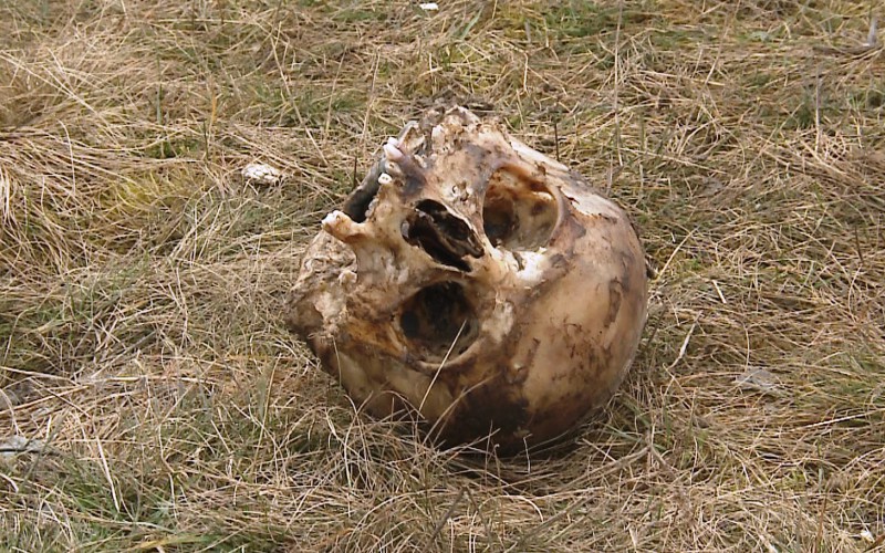 Emberi koponyát találtak egy illegális szeméttelepen