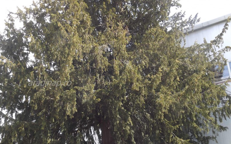 Köszöni szépen, jól van Borosjenőben a 600 éves tiszafa