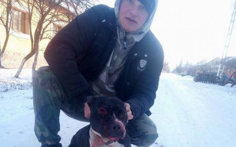 Védtelen állatot kínzott pitbulljával: még dicsekedett is