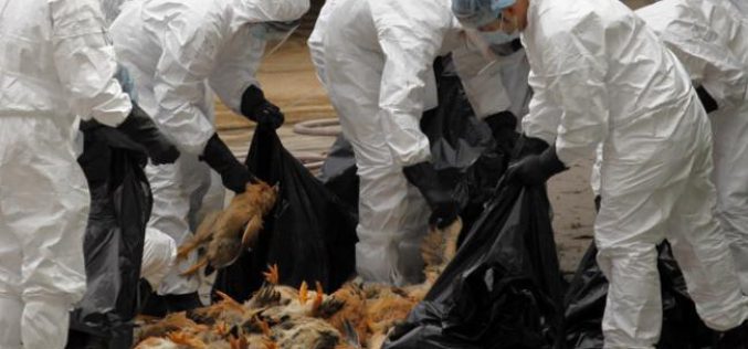 Megérkezett: egy kormorán hozta Aradra a madárinfluenzát