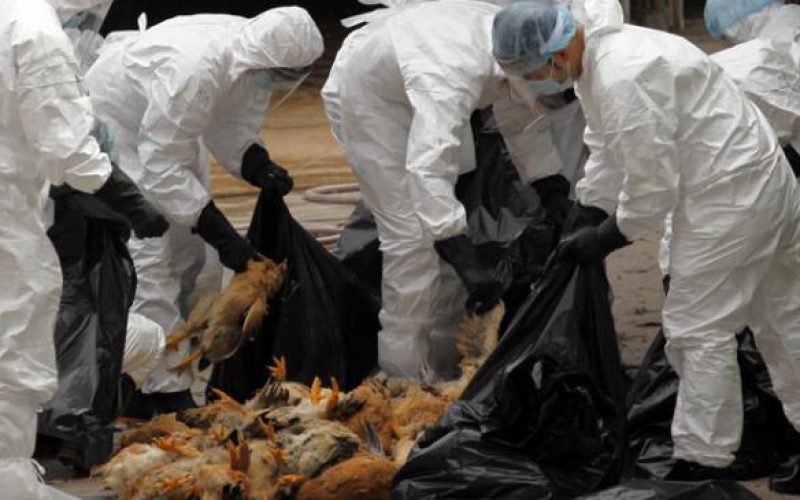 Megérkezett: egy kormorán hozta Aradra a madárinfluenzát