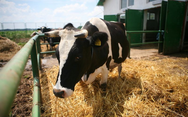 Pénztámogatást kaphat a vihar tarolta farm