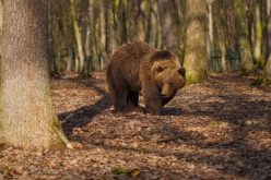 Vadászmese: összetévesztette a vaddisznót a medvével