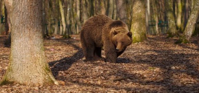 Vadászmese: összetévesztette a vaddisznót a medvével