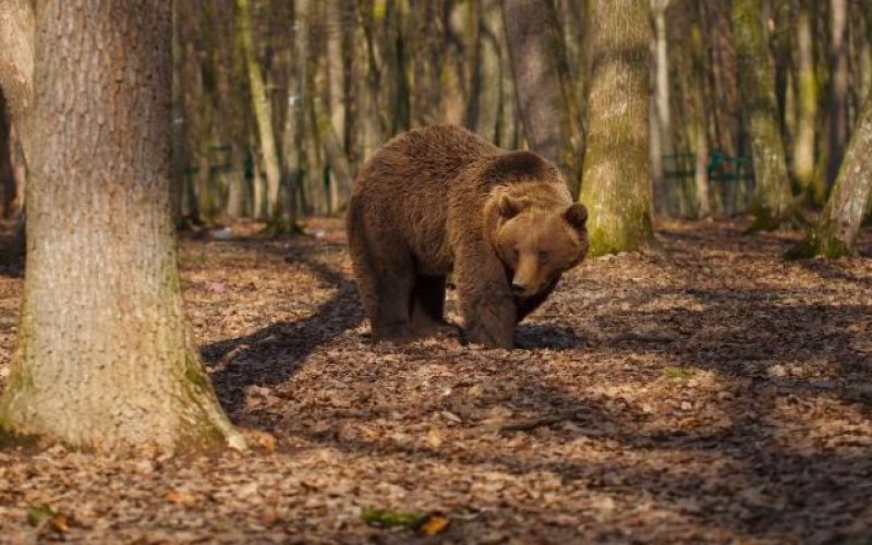 Vadászmese: összetévesztette a vaddisznót a medvével