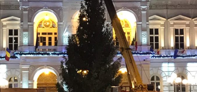 Leszállították Arad fenyőfáját: keddtől karácsonyfaként pompázik
