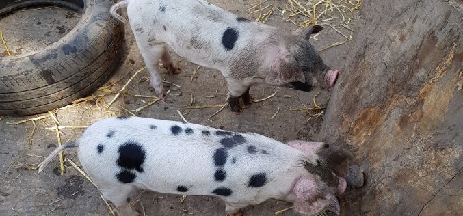 Az egészséges sertéseket is kényszervágják Arad megyében?