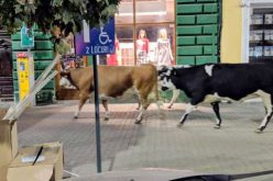 Három tehén és egy szamár Mosócztól sétált a nagyszínházig