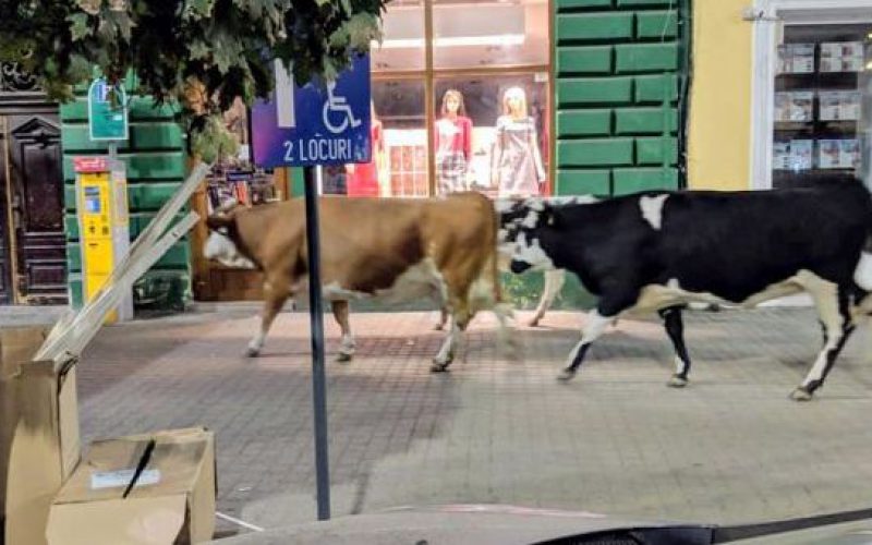 Három tehén és egy szamár Mosócztól sétált a nagyszínházig