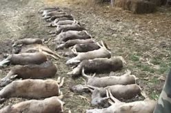 Mérgezett vadállatok tucatjai Pécska és Nagypereg határában