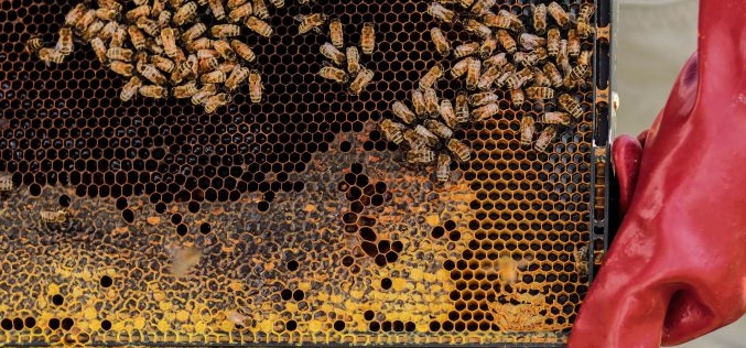 Mezőgazdasági vegyszerek tizedelik a méhcsaládokat
