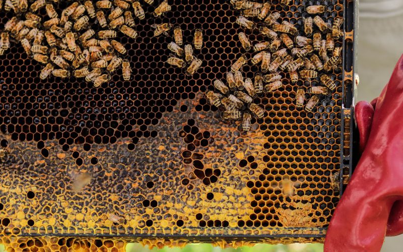 Mezőgazdasági vegyszerek tizedelik a méhcsaládokat