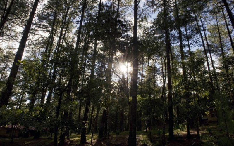 Tizenkilenc éves pécskai akasztotta fel magát