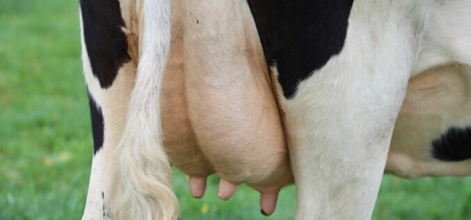 Jogász és szarvasmarha tenyésztő: Sajtényban bővít