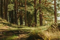 Évszázados erdők Romániában: Arad megye a harmadik