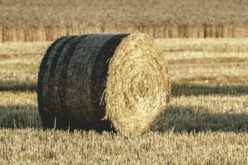 A szárazság ellenére jó búzatermés Arad megyében