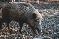 Megtizedelődött a vaddisznók száma Arad megyében