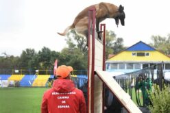 Nemzetközi kutyasport-bajnokság Pécskán