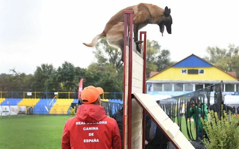 Nemzetközi kutyasport-bajnokság Pécskán