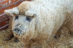 Arad megyei a “mangalica király”