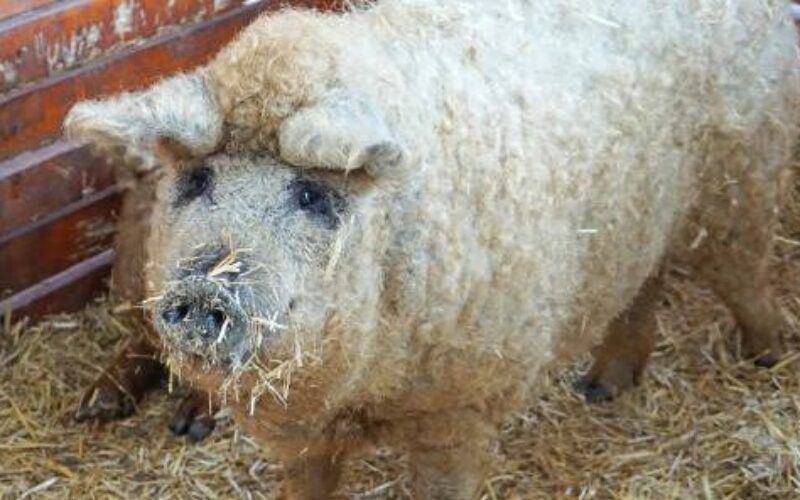 Arad megyei a “mangalica király”