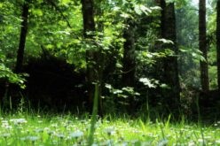 Arad megye is kap erdősítési államtitkárt