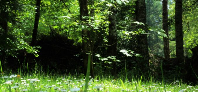 Arad megye is kap erdősítési államtitkárt