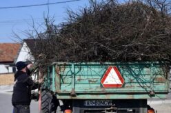 Pécskán hétfőtől elszállítják a gallyakat