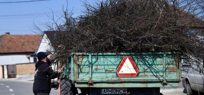 Pécskán hétfőtől elszállítják a gallyakat