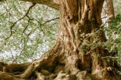 Mostantól törvény védi a kivételes értékű fákat