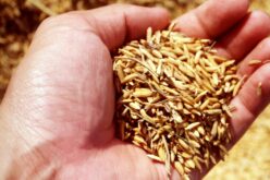 Ukrán gabonadömping: az államfő számára is elfogadhatatlan