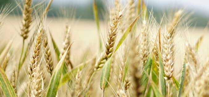 Románia is megtiltja az ukrán gabonaimportot?