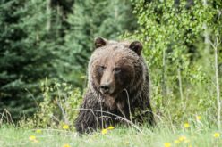 Medve Milovánál: csapdába került