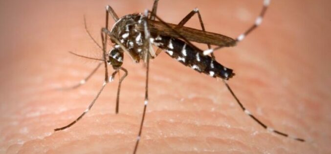 Jövő héten földi szúnyogirtás