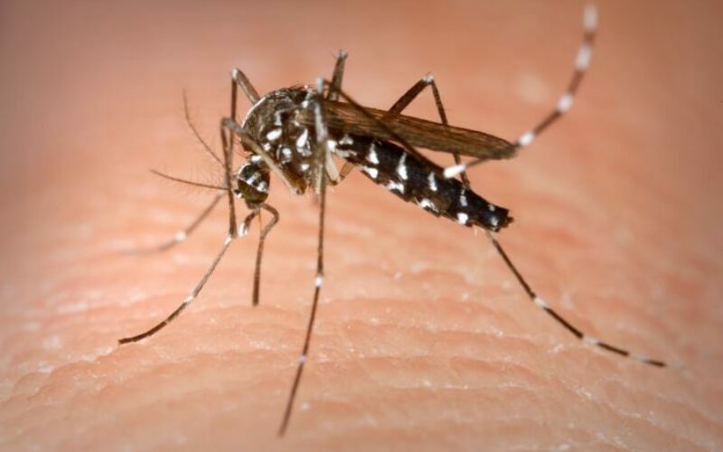 Jövő héten földi szúnyogirtás