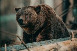 A településeken felbukkanó medvék azonnal kilőhetőek