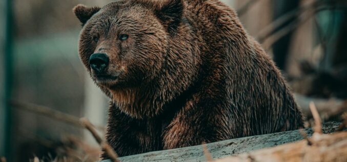A településeken felbukkanó medvék azonnal kilőhetőek