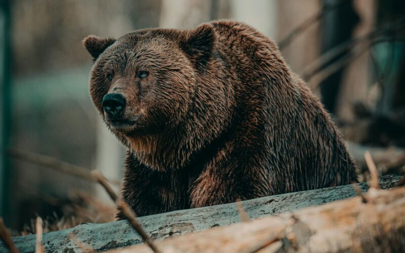 A településeken felbukkanó medvék azonnal kilőhetőek