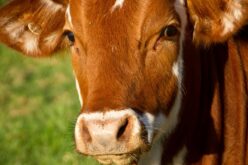 Halállal fenyegette a rendőröket