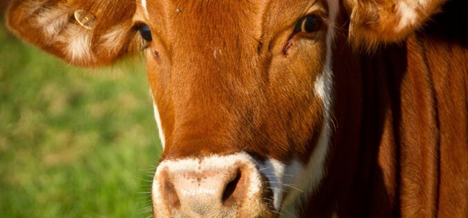 Halállal fenyegette a rendőröket