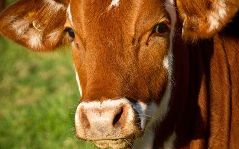 Halállal fenyegette a rendőröket