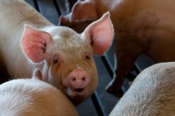 Egy sertést sem tudnak megmenteni Fazekasvarsándon