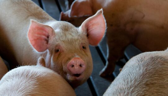 Egy sertést sem tudnak megmenteni Fazekasvarsándon