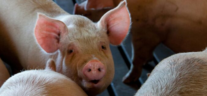 Seréspestis Fazekasvarsándon: első körben 700 állatot ölnek le