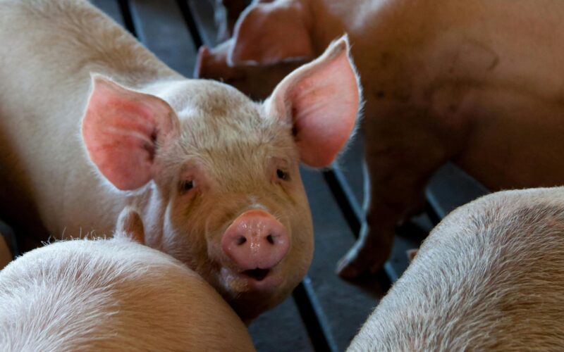 Seréspestis Fazekasvarsándon: első körben 700 állatot ölnek le