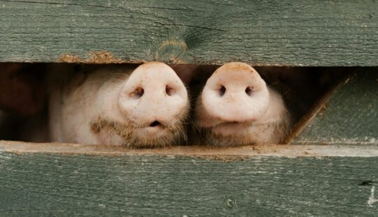 Leölték a fazekasvarsándi sertésfarm állatait: most minden rendben